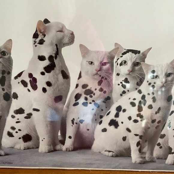1991 Bybee/SF Dalmatian Cat Poster In A World Full of Copycats Be An Original - Picture 4 of 15